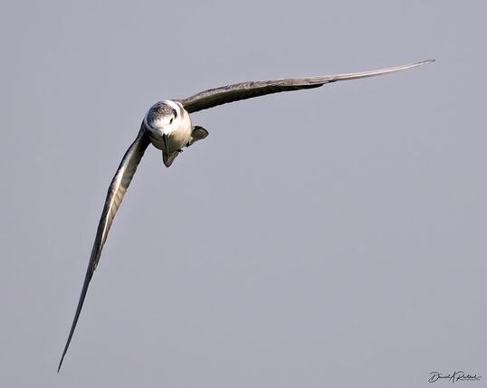 Flying bird, headed toward camera, with white underside, dark crown, black bill, and long pointed wings