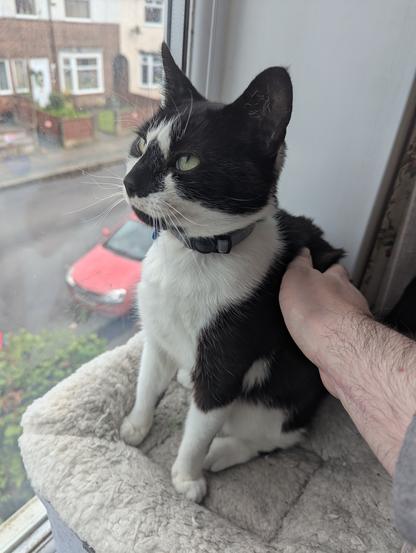 Tuxedo cat on an upstairs windowsill, sitting up & being pat