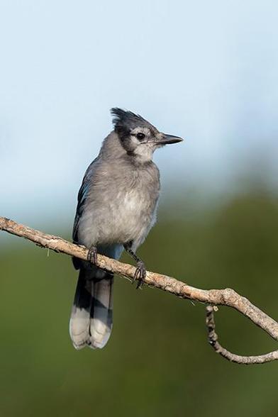 The head of the bird is one third from the top and in the middle of the photo.
The bird is sitting on a branch facing to the right.
In behind are trees and blue sky.