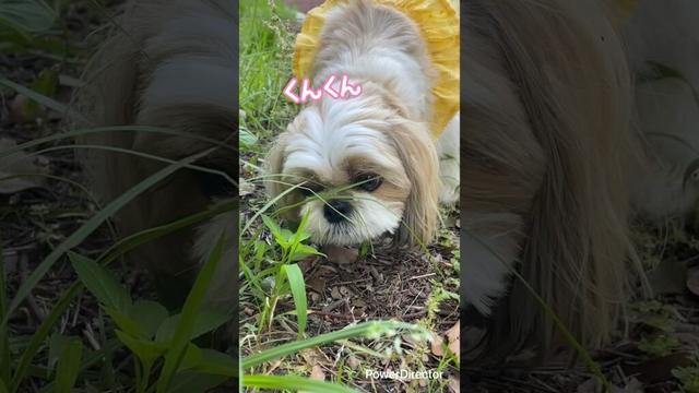 超真剣な、ななちゃんのクン活🐶#dog #シーズー #犬 #시츄