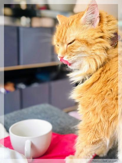 A ginger cat named Sintra the Cat licked his momma’s ice cream and not feeling sorry