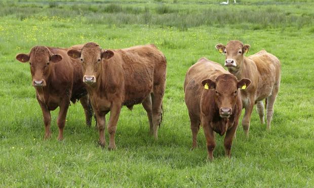 Vacas marrones (Allan Baxter)