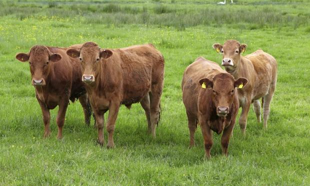 Vacas marrones (Allan Baxter)