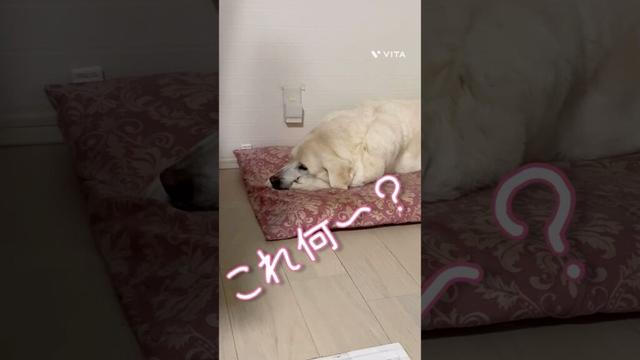 二度見するラブラドール(°_°)  #ラブラドールレトリバー #おもしろい #dog #大型犬 #犬