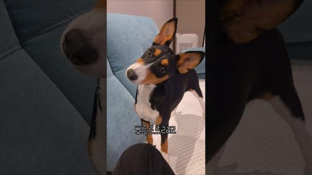 이상한소리냈을때 강아지반응 #basenji #바센지 #басенджи #バセンジー
