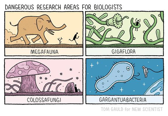 A four panel comic with the title “Dangerous research areas for biologists” 

Panel one, captioned “Megafauna” - the researcher runs away from a huge angry elephant

Panel two, captioned “Gigaflora” - the researcher has been grabbed by the tentacles of a huge plant 

Panel three, captioned “Colossafungi” - the researcher hides behind a rock as a huge mushroom extends tendrils and releases spores

Panel four, captioned “Gargantuabacteria” - the researcher is in orbit, wearing a space suit and facing a huge bacteria.