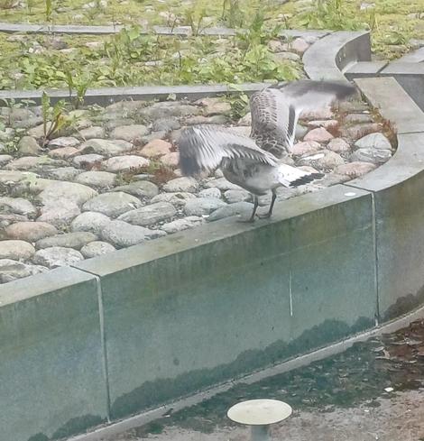 Lokinpoikanen siivet levällään puutarha-altaan reunalla, hypättyään juuri pohjalta ylös.