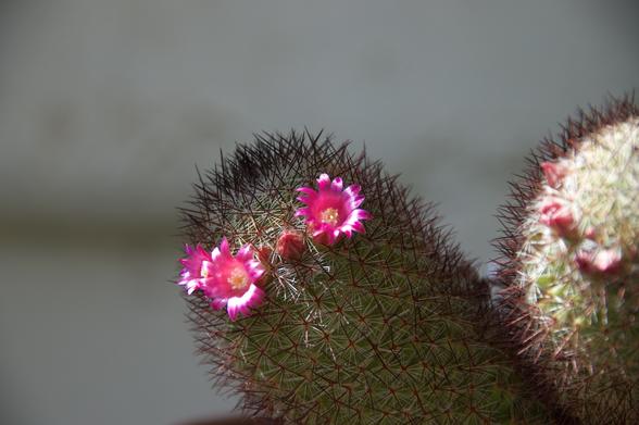 A tiny cactus “thumb” leaning at an angle against a very soft bokeh. The cactus has two teeny pink flowers with yellow centers that look like eyes, and a pointy flower bud between them that looks like a nose. It’s impossible not to see a face. The whole feeling is whimsical.