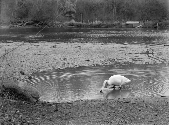 A swan, tagged N82, forages in the puddles and flats near the mouth of a slow river.