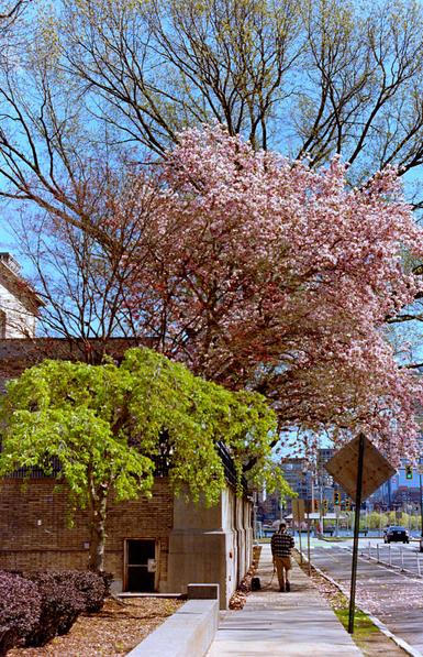 A figure walks their dog under a cherry blossom tree. A city skyline pokes out in the distance.