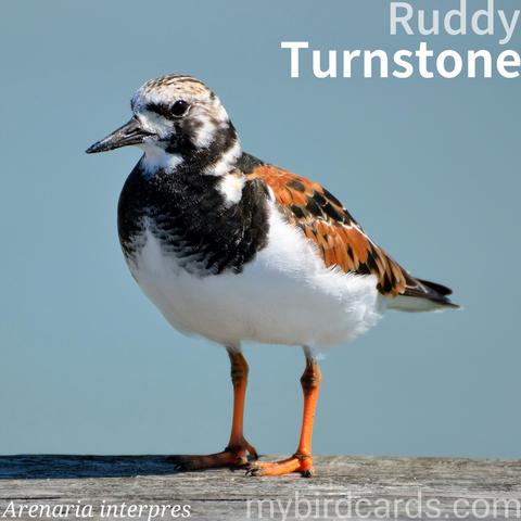 🌍🌏🌎 Ruddy turnstone (Arenaria interpres) 

The ruddy turnstone is a stocky shorebird, about 21-26 cm long, with bright orange legs and a stout, slightly upturned black bill. Its plumage is a distinctive harlequin-like pattern of chestnut, black, and white in breeding season, becoming duller grey-brown and mottled in winter. In flight, it shows striking white wingbars and a white rump.

Highly migratory, it breeds in Arctic Eurasia and North America, then winters on coastlines almost worldwide, favouring rocky shores, sandy beaches, and mudflats.

Its name comes from its characteristic feeding behaviour: flipping over stones, shells, and seaweed with its bill to uncover insects, crustaceans, and other small invertebrates. They can be seen individually or in small groups, sometimes with other waders. 2.5 Flash (Edited) 

Two subspecies are recognised.

Conservation status: Near Threatened (IUCN 3.1)

📷: Photo by paulbr75 via Pixabay 
https://pixabay.com/photos/ruddy-turnstone-water-nature-1553360/

IHAT