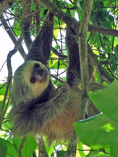 Toe-toes sloth hanging in a tree