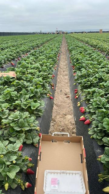 A Santa Maria California strawberry field where workers are harvesting the berries