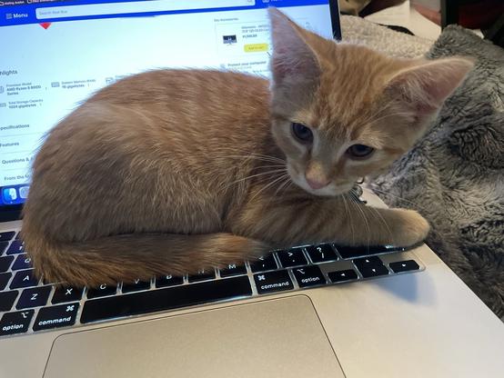 An orange tabby kitten (Maple, 10 weeks) lays on a laptop.