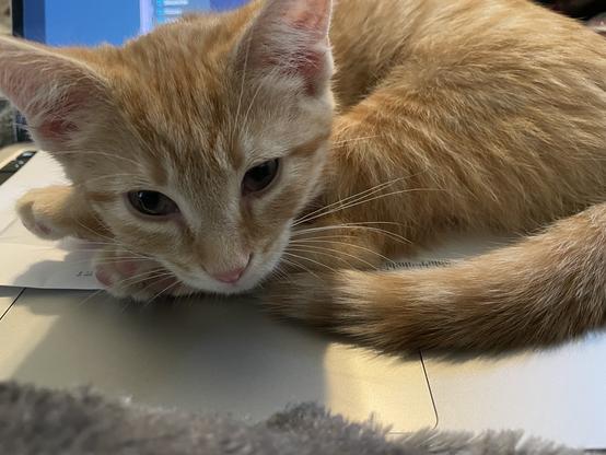 An orange tabby kitten (Maple, 10 weeks) lays on a laptop.