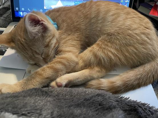 An orange tabby kitten (Maple, 10 weeks) lays on a laptop.