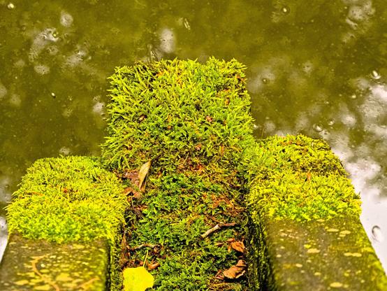 Three wooden beams are covered in moss. Water can be seen beneath them. The picture consists mainly of the colours brown and green. Even the water is rather green because the surrounding trees are reflected in it.