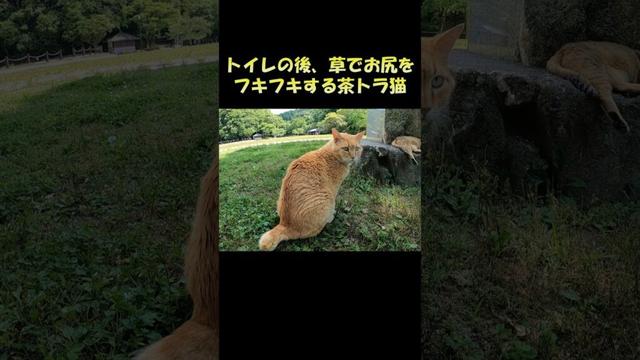 トイレの後、草でお尻をフキフキする茶トラ猫 #猫 #ねこ #cat