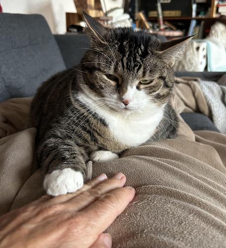A close-up of a cat with a striped coat resting on a brown blanket. A hand gently rests on the blanket near the cat, creating a cozy interaction. The background features soft furnishings and blurred objects, suggesting a relaxed indoor setting.                                   Eine Nahaufnahme einer Katze mit einem gestreiften Fell, die auf einer braunen Decke ruht. Eine Hand ruht sanft auf der Decke in der Nähe der Katze, was zu einer gemütlichen Interaktion führt. Der Hintergrund zeigt weiche Möbel und verschwommene Objekte, was auf eine entspannte Innenumgebung hindeutet.