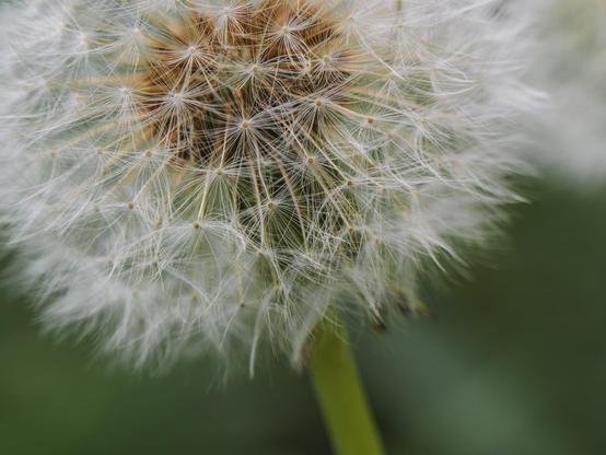Close-up details of a dandelion flower ready to be blown away by the wind.