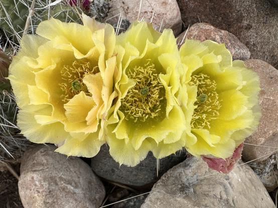 Three bright broad yellow flowers crowded together growing from a  prickly cactus growing among rocks.