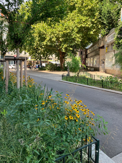 Das Foto zeigt eine Straße, im Vordergrund Begrünung, im Hintergrund großer Baum. Foto: VCÖ