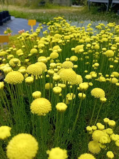 Pompons jaunes sans pétales