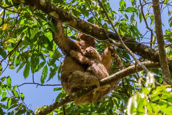 three-toed mother sloth and baby sloth are hangging on a tree