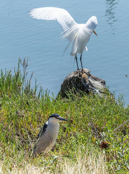 A Black-crowned Night Heron stands amongst waterside growth of glasswort with a Great Egret on a rock at the water's edge, wings outstretched.  The Night Heron is in the foreground and has a dark cap and back, grey sides and white front - more cream closer to its head and dark pointed bill.  It has a dark red eye.  The Great Egret is all white with a yellow pointed bill, just visible in this shot, although the rest of its head is hidden behind the right wing.  The long legs are dark.  The Egret is much larger than the Night Heron.
