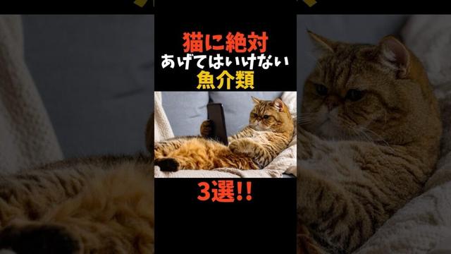 猫に絶対あげてはいけない魚介類３選！😱　#shorts #動物 #雑学 #猫