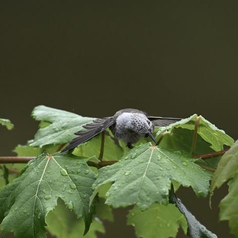 An Anna’s hummingbird resting on green leaves, with droplets of water on the foliage. The bird’s wings are spread and its neck twisted so the maximum amount of surface area of its body is pressed against the cool water of the leaves.