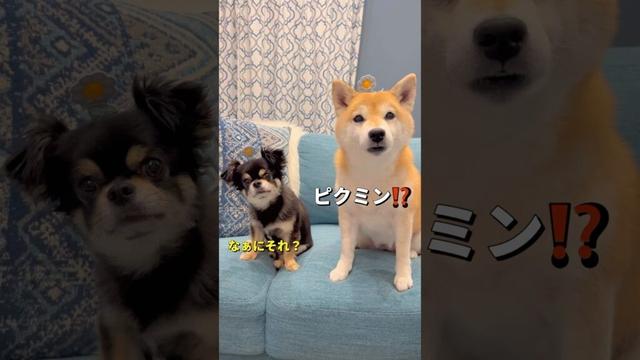 花が生えた😂#柴犬 #チワワ #shorts