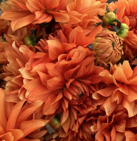 Vivid orange dahlia blooms, with a few buds mixed in.