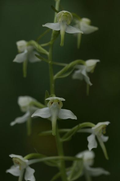 A close-up of a couple of white orchid flowers on a green stalk. The flowers look like a small face with eyes and a gloria on  the "head" and with two small and pointy wings and a down-pointing light green proboscis in the middle. The background is dark green and blurry.