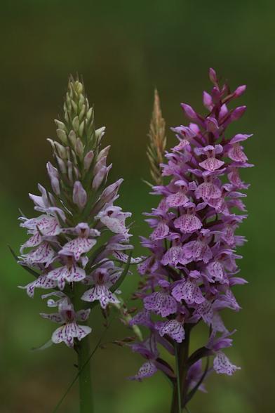 Two cone-shaped stalks with a lot of orchid-flowers growing, and the closer to the top, the smaller are the buds. The one to the left is light pink with purple spotted lines, and the one to the right is lilac with deep purple spotted lines. The flowers got four petals each where two are small and horizontal, one is almost circular and between those two. One is pointing downwards and are much bygger than the other ones. The only difference between the two flowers are the colours, and the shape of the biggest petal. On the left cone that petal has one shap pointy center, and the one to the right has tree with the simillar shape. 
The background is blurry and the colour tone goes from brown at the top to green at the low part. An ear of grass is partly visible between the two flowers.