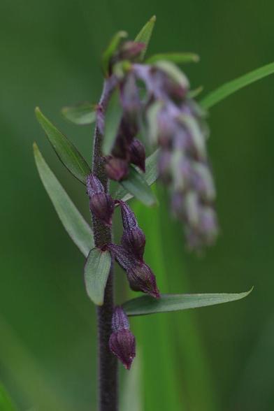 A close-up of an ear of tiny deep purple buds growing on a stalk with small green leaves between the buds. The stalk is bent down at the top because of the heavy buds and dry weather. In the background behind the ear some half-blurry straws of grass is seen, the rest of the background is blurry and dark green.