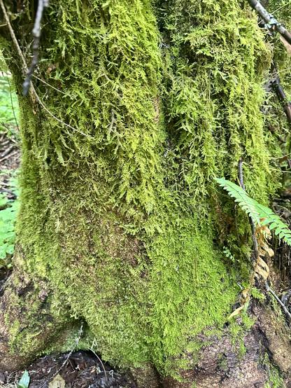 The base of a broad tree, I could just get my arms around it, thoroughly covered in moss. The moss starts off finer near the ground, and gets progressively shaggier as it climbs upward.