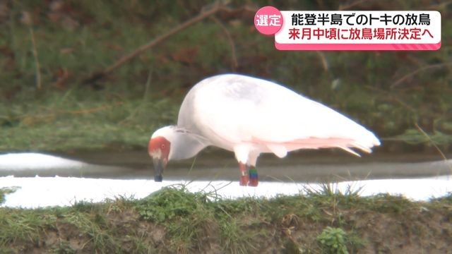能登で来年実施の“トキ放鳥” 知事が7月中頃にも放鳥場所選定の意向示す 石川県議会予算委（テレビ金沢） - Yahoo!ニュース - Yahoo!ニュース