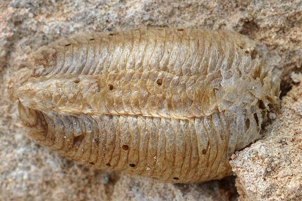 A photo of mantis ootheca on a stone wall.