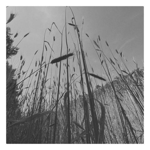 Getreidehalme, die sich gen Himmel recken