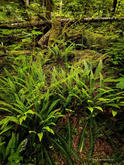 The woods by Deception Falls National Recreation Area are full of gloriously green deer fern.  The fern fronds are of two types: sterile, which have densely packed paired leaflets along the stem; and fertile, with leaflets widely spaced along the stem.  These sterile fronds rising above the floor make a transparent lacy green haze above the woods' floor, Here e can see dense patches of deer fern in the foreground, with a moss covered fallen tree in the background. surrounded by tree trunks and stumps