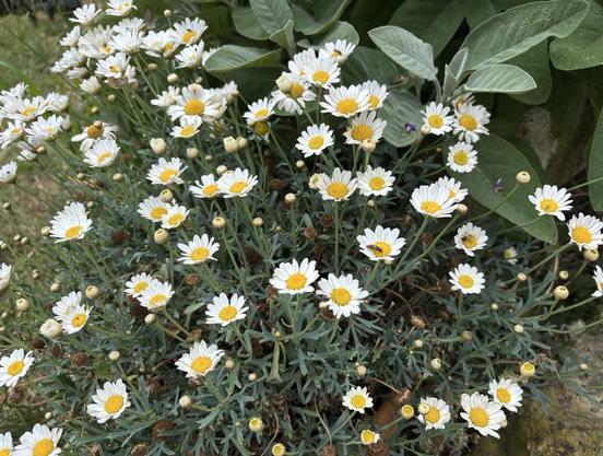 Viele Blüten von der Strauchmargerite, Argyranthemum frutescens.