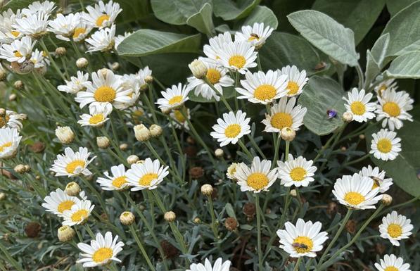 Viele Blüten von der Strauchmargerite, Argyranthemum frutescens.