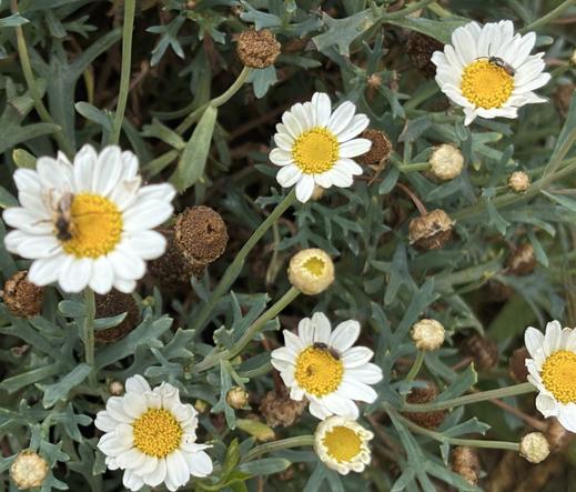 Viele Blüten von der Strauchmargerite, Argyranthemum frutescens.