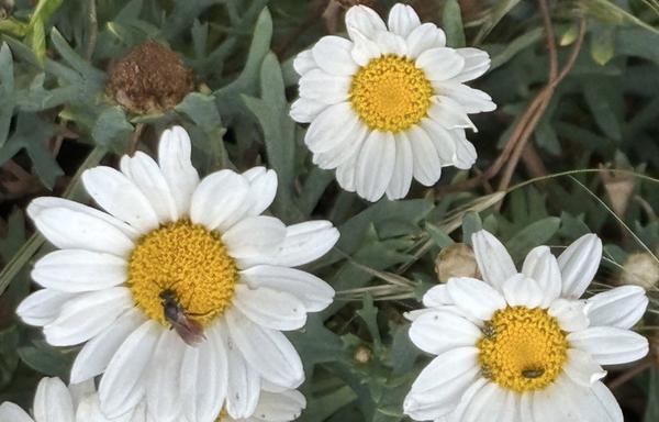 Drei Blüten von der Strauchmargerite, Argyranthemum frutescens mit einer Wildbiene.