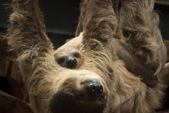 Baby sloth sleeping on its mother