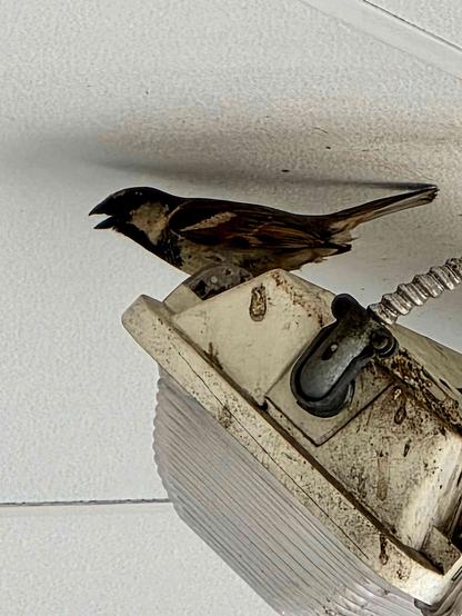 The image shows a small bird, likely a house sparrow, perched on top of a dirty, light-colored outdoor light fixture. The bird is facing left with its beak slightly open, as if chirping. It has brown, black, and white markings typical of a house sparrow. The light fixture is mounted on a white surface, possibly a ceiling or overhang, and appears to be quite old and grimy with streaks and splatters. Part of a corrugated or ribbed light cover is visible on the lower left of the fixture. The background is a plain white surface.