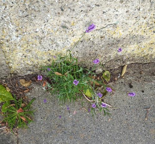 concrete loving weeds in flower.