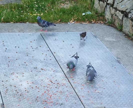 3 pigeons and a starling arrive for dropped food.