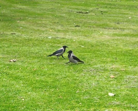 2 crows walk by casually on cracker patrol.